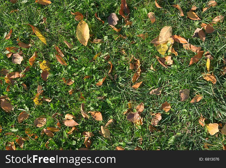 Autumn leaves on green grass