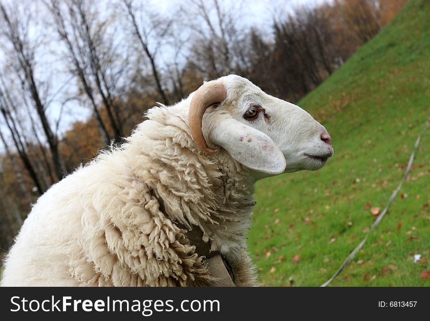 The white sheep on green lawn, autumn. The white sheep on green lawn, autumn