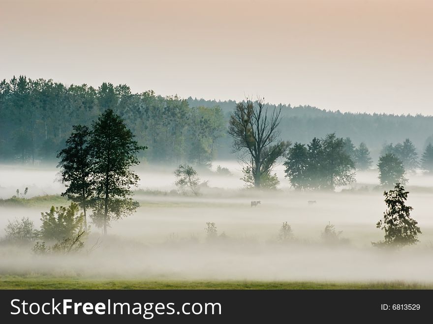 After warm day, evening on pasture fog settles. After warm day, evening on pasture fog settles.