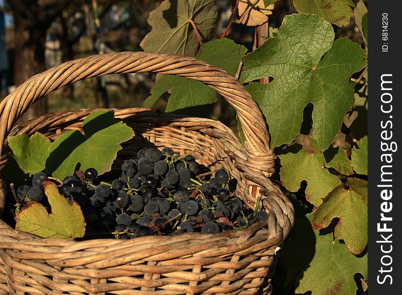 Basket with grapes against a grapevine. Basket with grapes against a grapevine