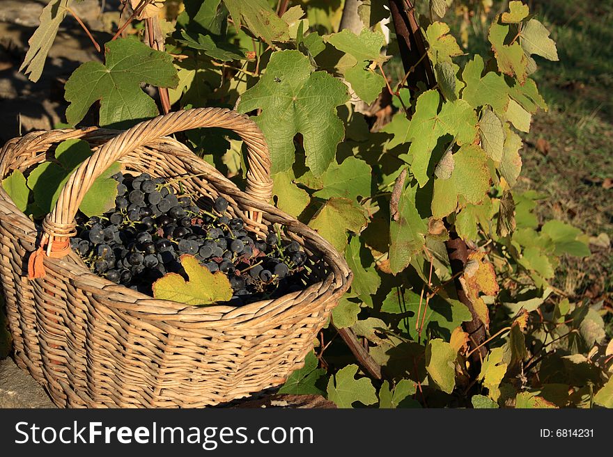 Basket with grapes against a grapevine. Basket with grapes against a grapevine