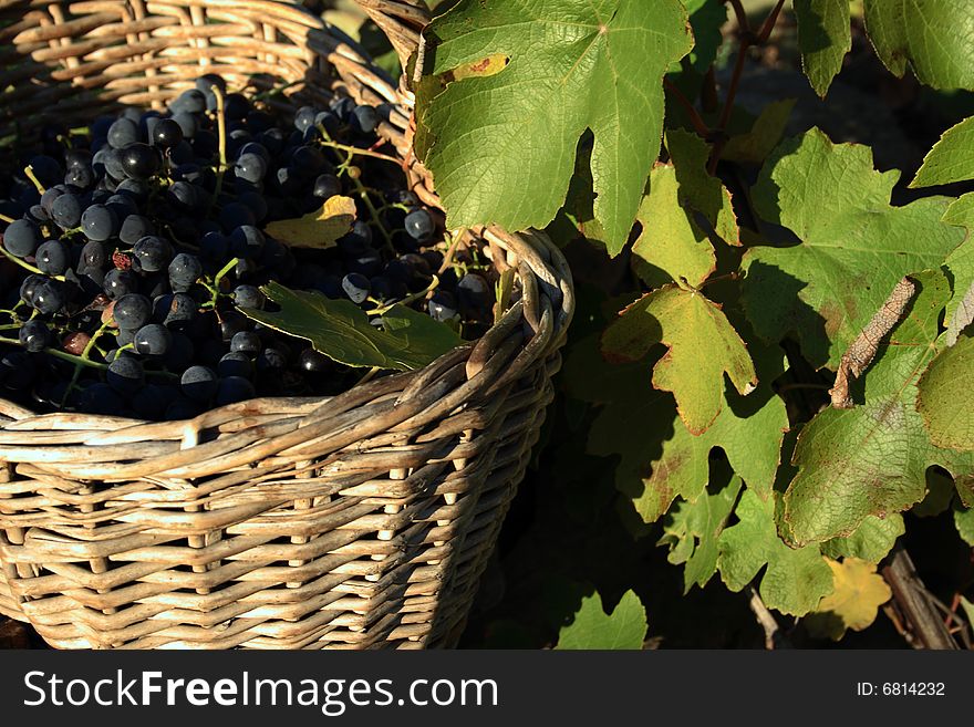Basket with grapes against a grapevine. Basket with grapes against a grapevine