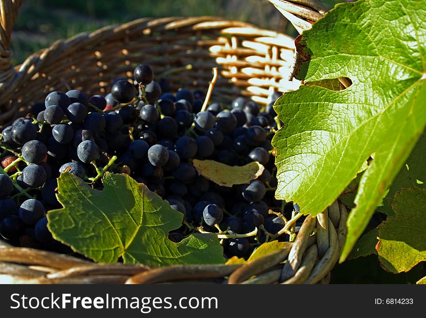 Basket with grapes against a grapevine. Basket with grapes against a grapevine