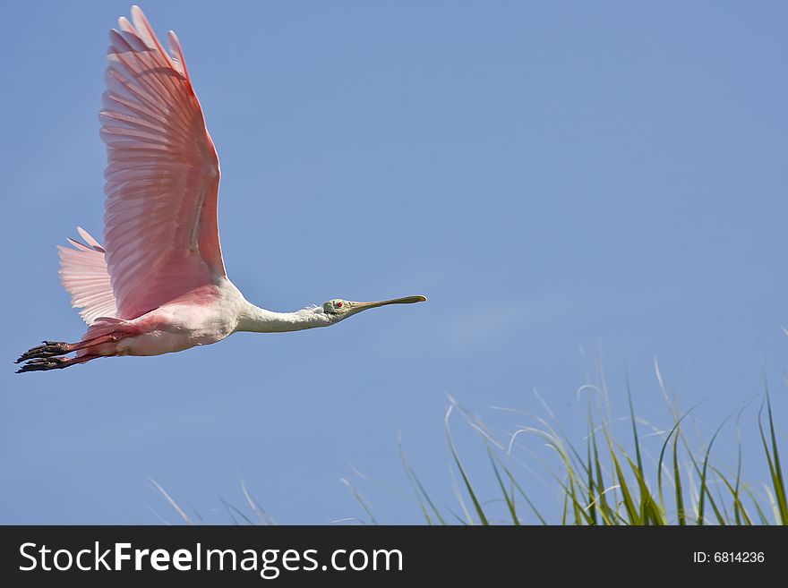A Roseate Spoonbill flying over the road to join with others feeding in a pond. A Roseate Spoonbill flying over the road to join with others feeding in a pond