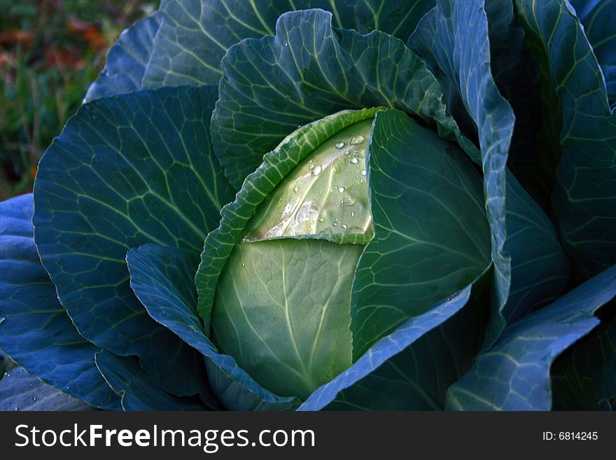 Cabbage In A Garden