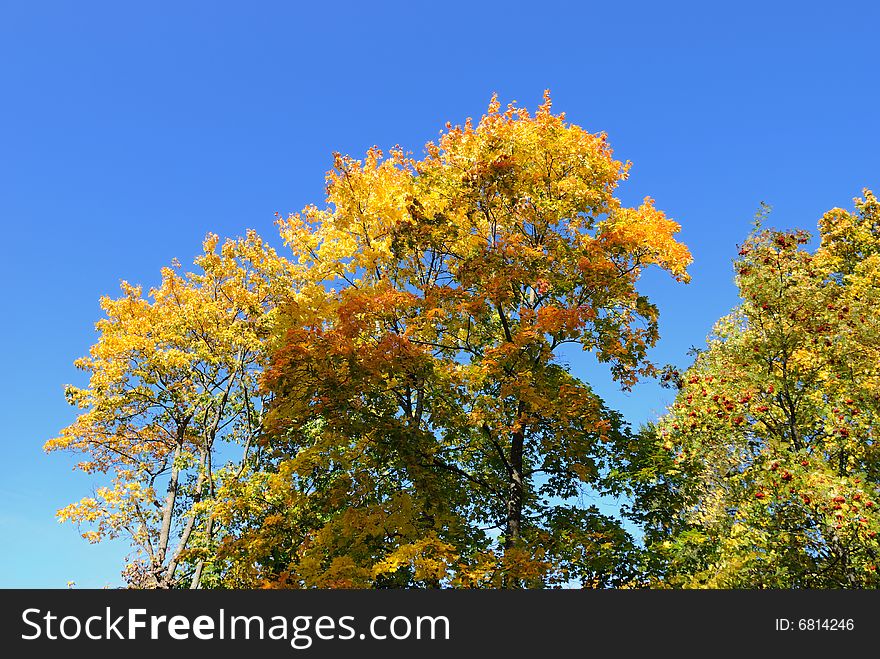 Beautibul scene in autumn forest. Beautibul scene in autumn forest