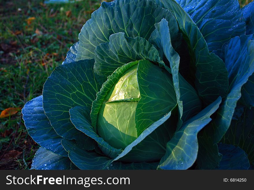 Cabbage In A Garden