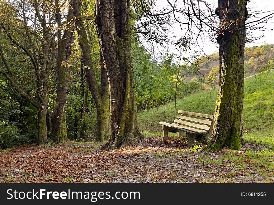 Seating between chestnut trees