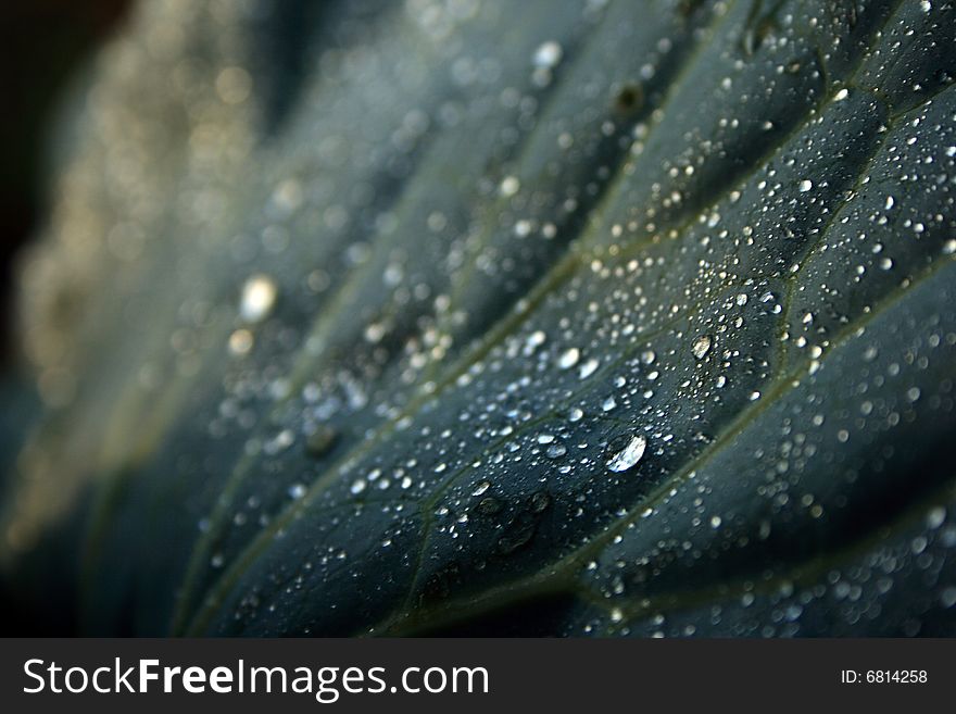 Dew drops on cabbage leaf stock photo