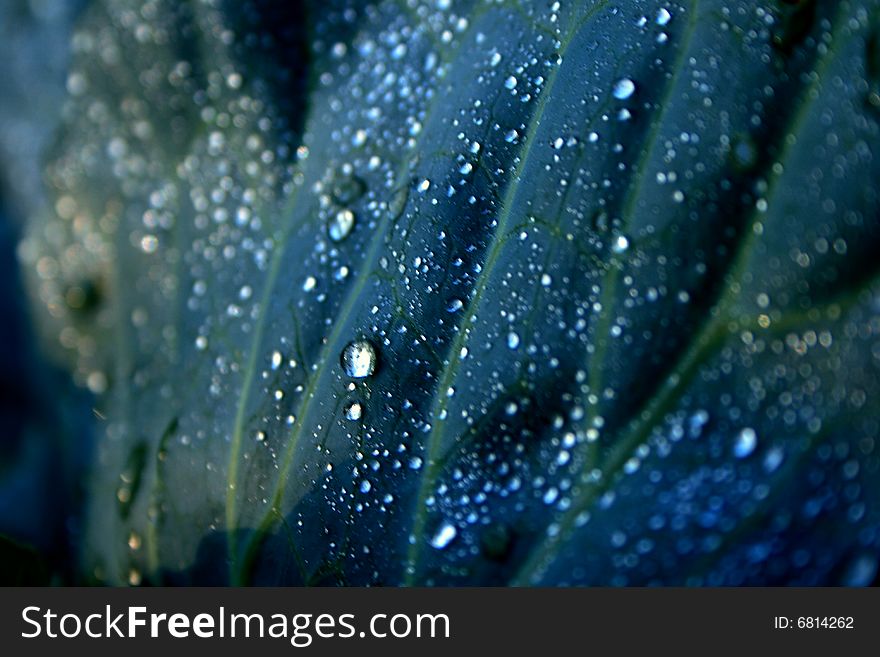 Dew drops on cabbage leaf stock photo