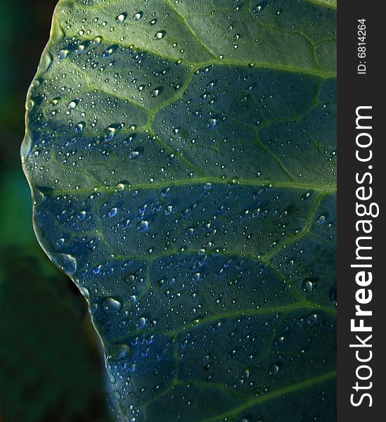 Dew drops on cabbage leaf stock photo