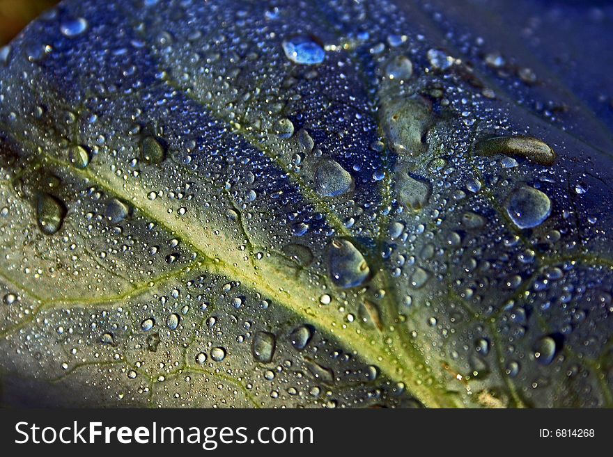 Dew drops on cabbage leaf