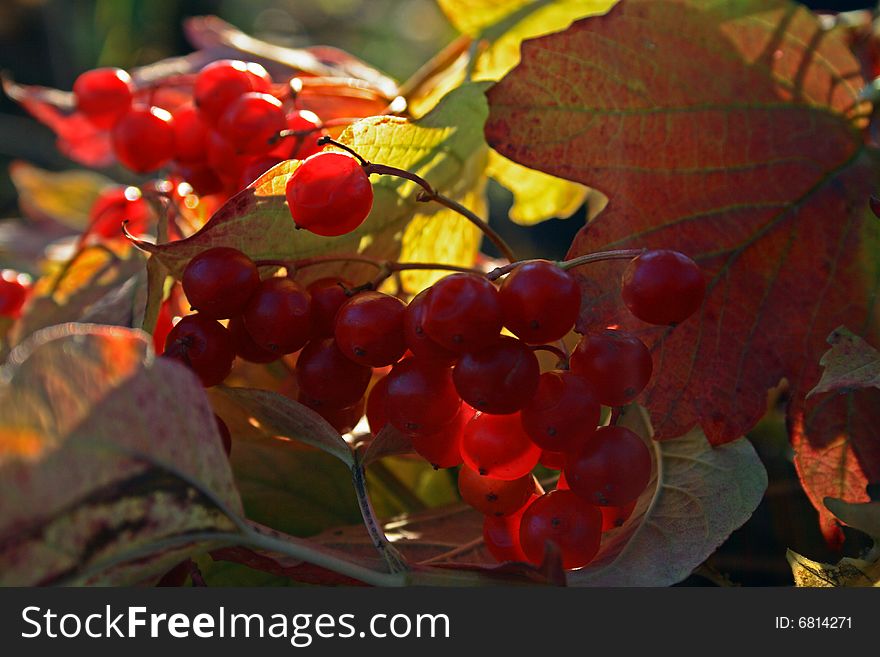 Guelder-rose branch with berries on wooden weathering table