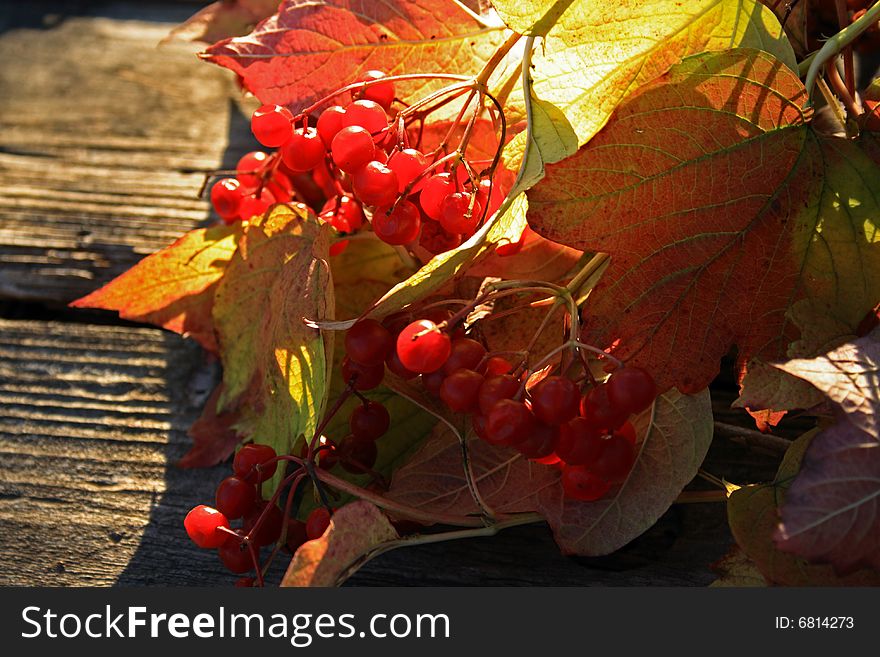 Guelder-rose branch with berries on wooden weathering table