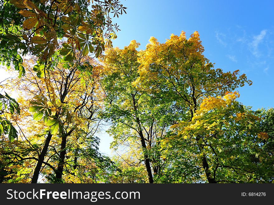 Beautibul scene in autumn forest. Beautibul scene in autumn forest