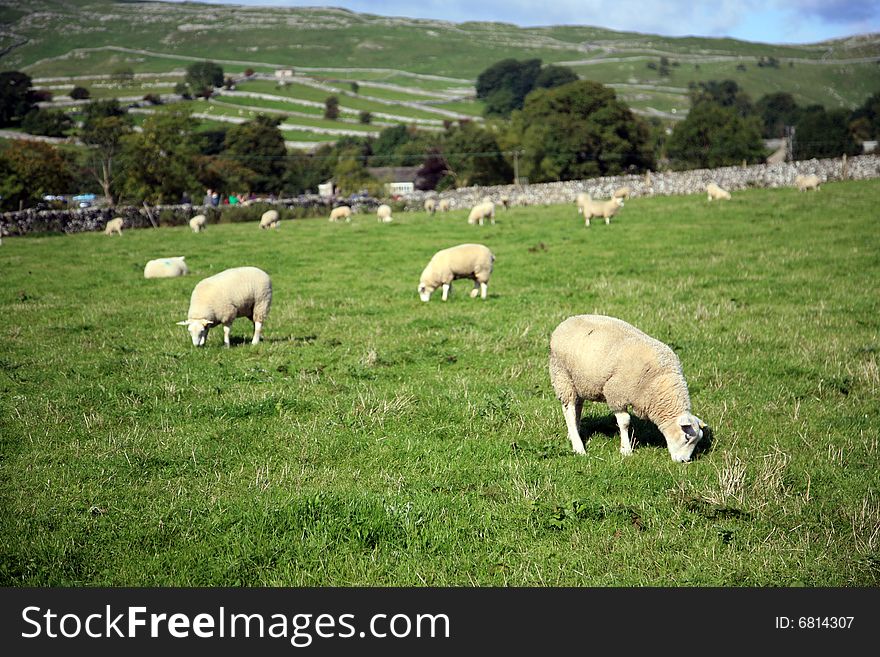 Sheeps on green green grass