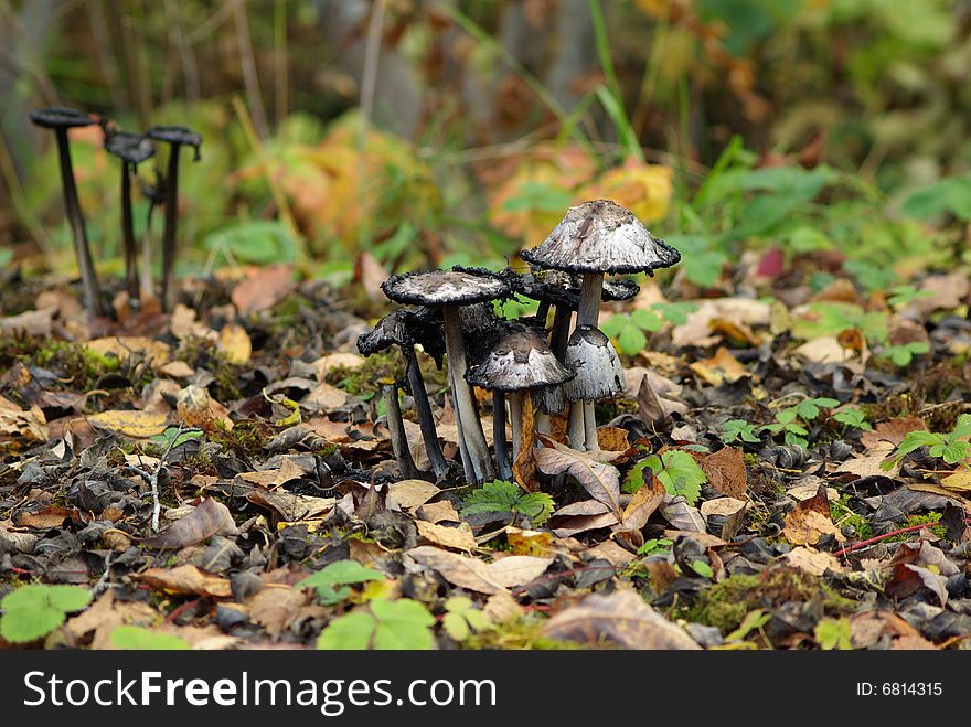 The mushrooms in autumn weather. The mushrooms in autumn weather