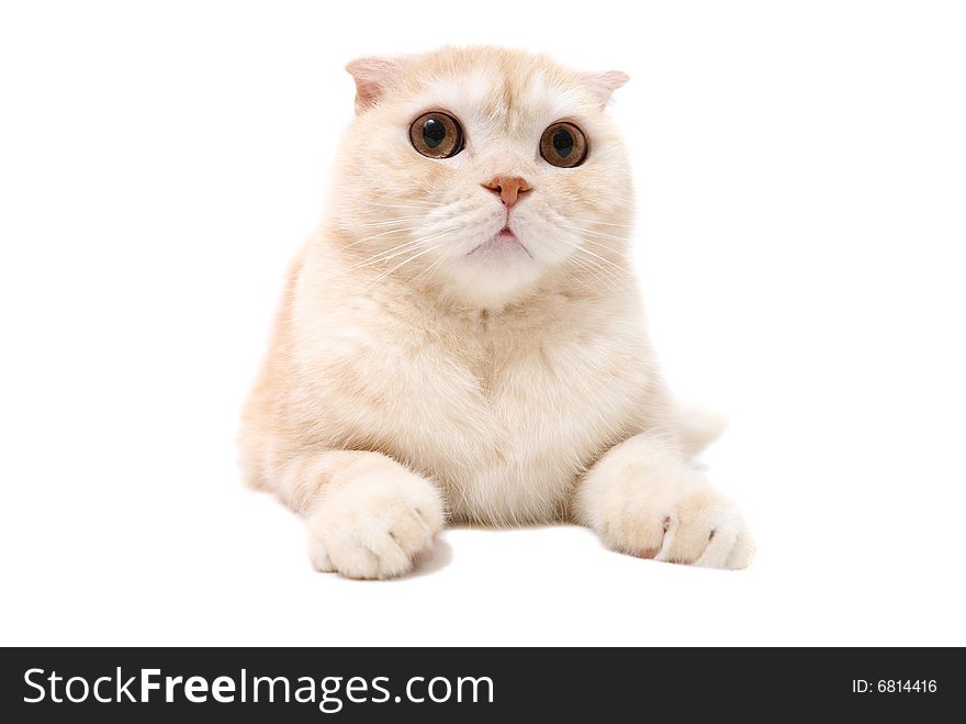Cat Isolated On A White