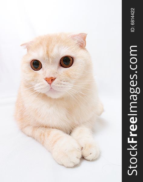 Cat isolated on a white background