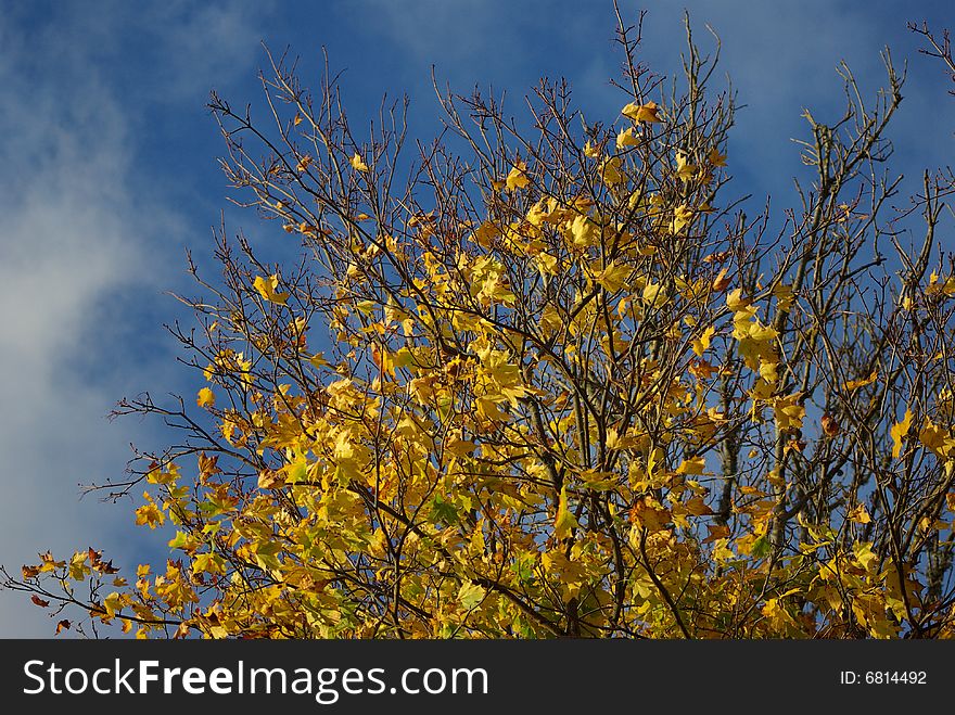 Colorful leaves in autumn weather. Colorful leaves in autumn weather