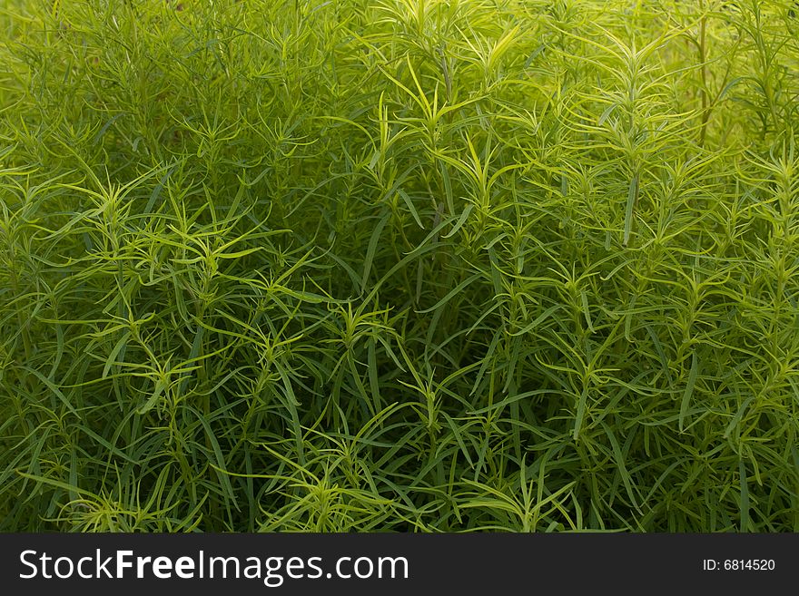 Very dense thicket of a green plant