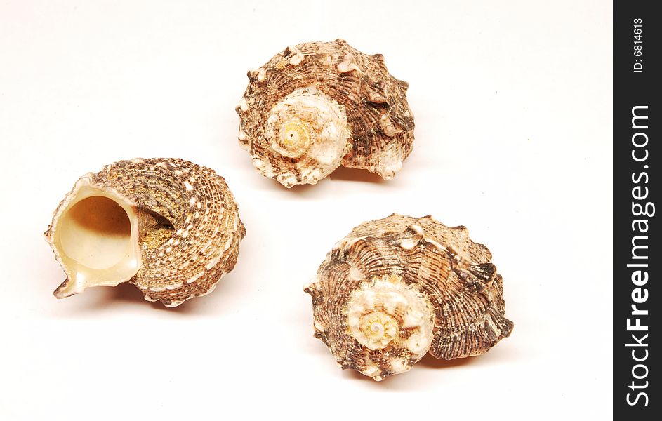 Three cockleshells on white satin