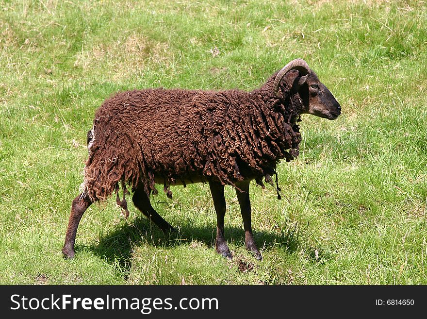 A rare breed sheep in Wales UK. A rare breed sheep in Wales UK