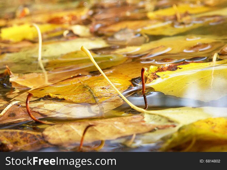 Foliage In Waters