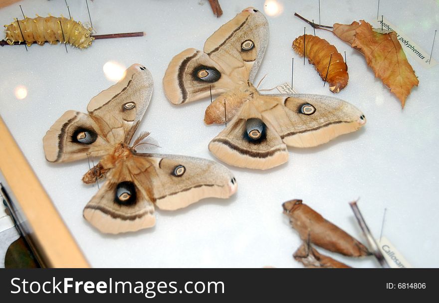 Poly Antherea Moth Collection