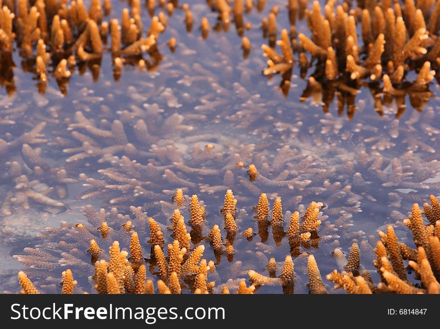 Staghorn corals exposed during low tide, Malaysia. Staghorn corals exposed during low tide, Malaysia