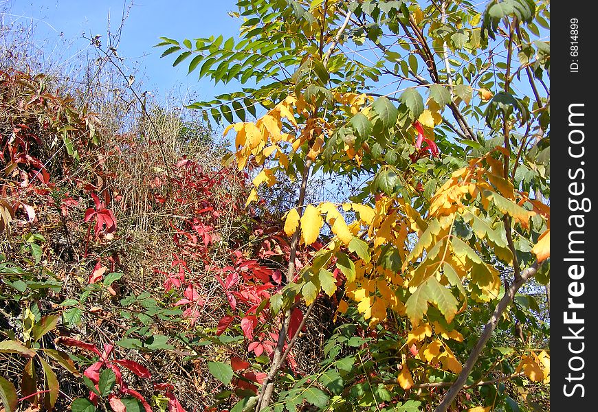 Autumn variegation - red, yellow and green leaves