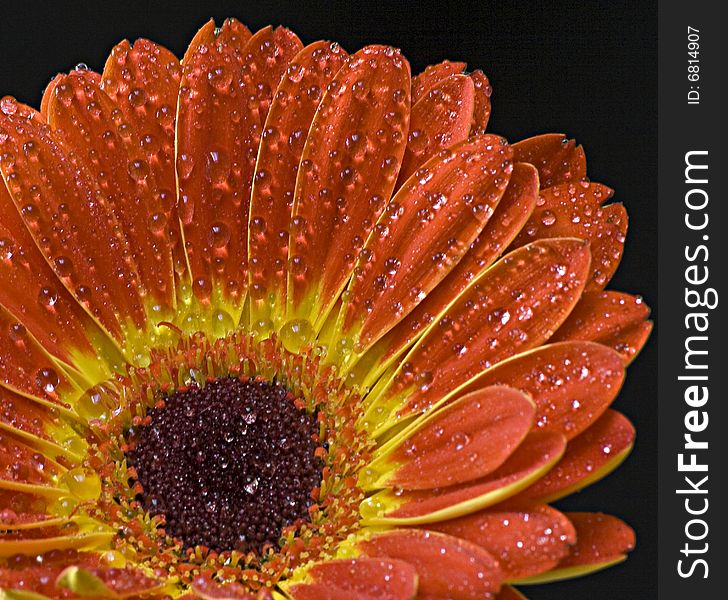 Orange and yellow Gerbera on black background with dew. Orange and yellow Gerbera on black background with dew