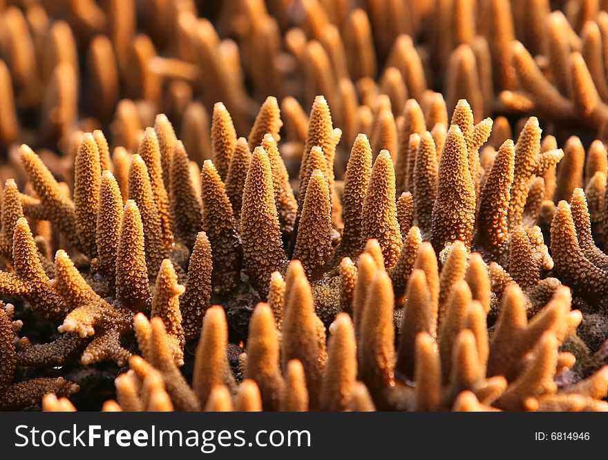 Staghorn corals shot with shallow depth-of-field, focused on the middle bunch. Staghorn corals shot with shallow depth-of-field, focused on the middle bunch