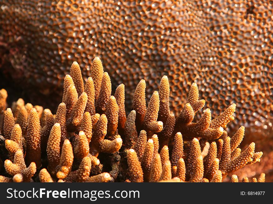 Exposed Corals At Low Tide