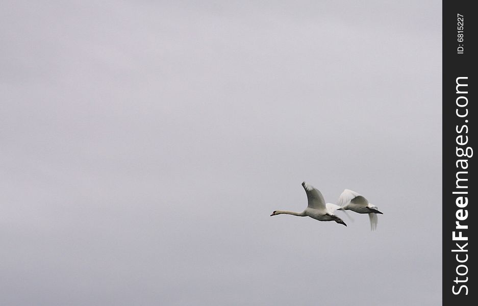 Pair of swans flying across a grey sky