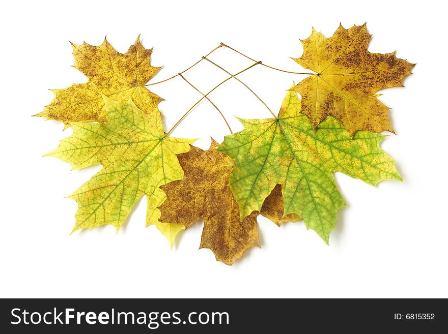 Leaves bouquet - Falling autumn maple leaves on white