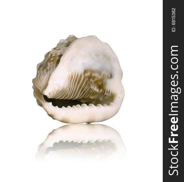 Sea shell with mirrored reflection against white background