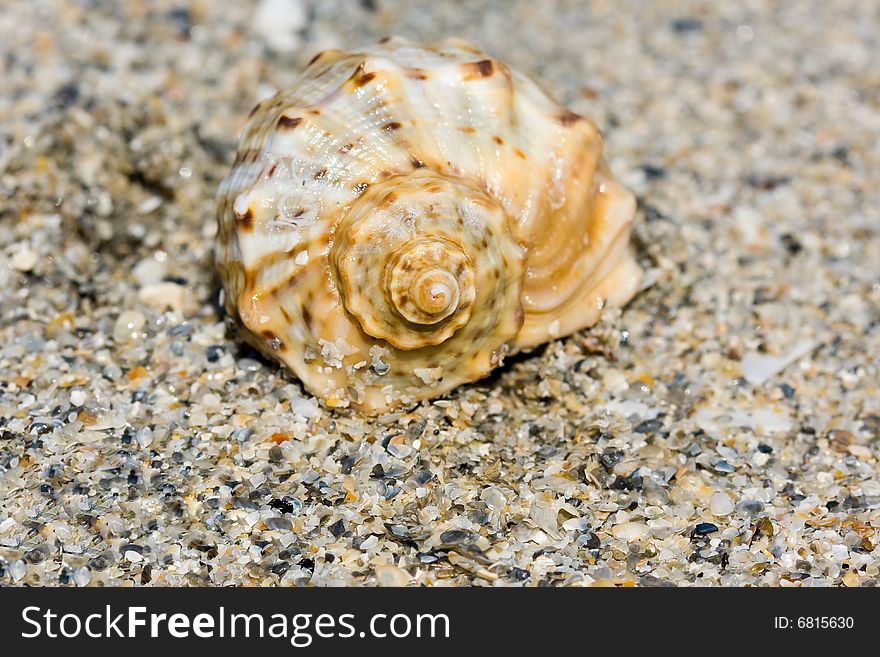 Seashell on the beach