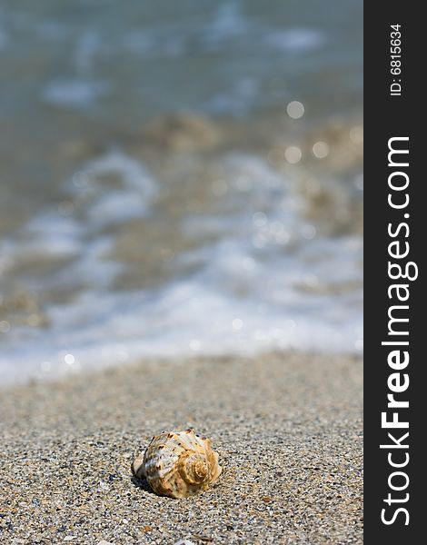 Single seashell on the beach