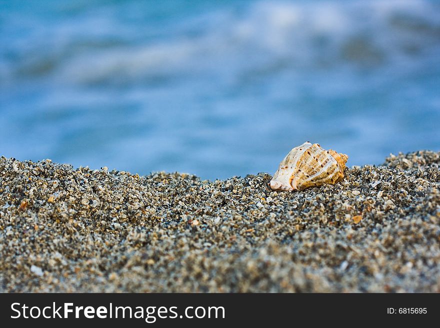 Seashell On The Beach