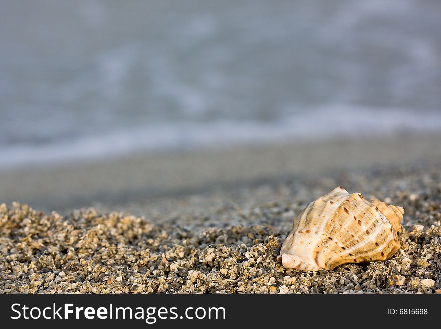 Seashell on the beach