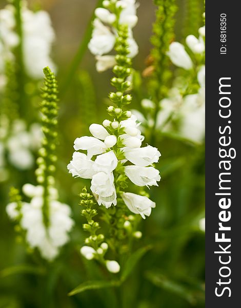 White flowers on green field