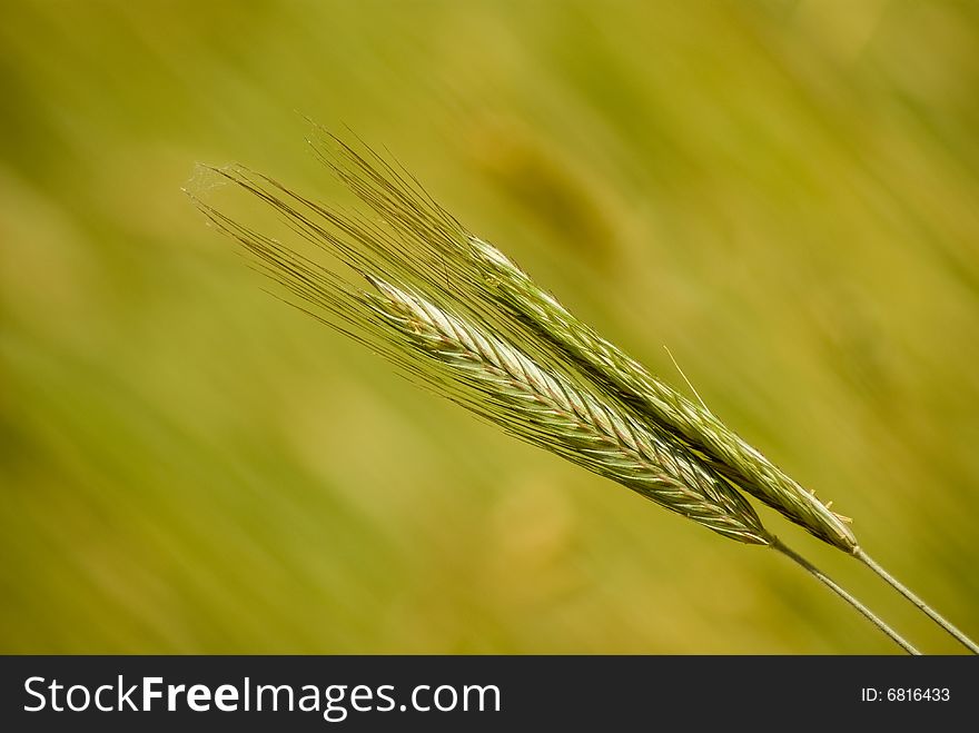 Two rye ears on blurred background, late spring shooting.