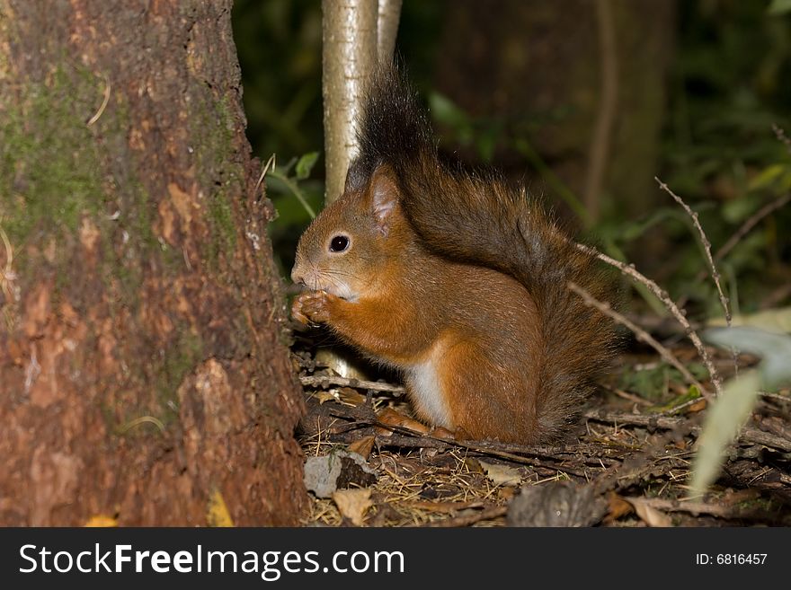 Close-up of a red squirrel eating a nut