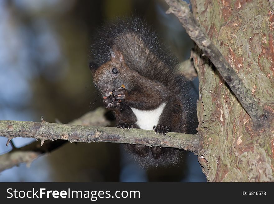 Black squirrel sitting on a tree branch