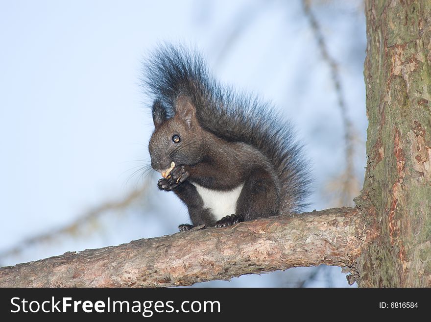 Black squirrel sitting on a tree branch
