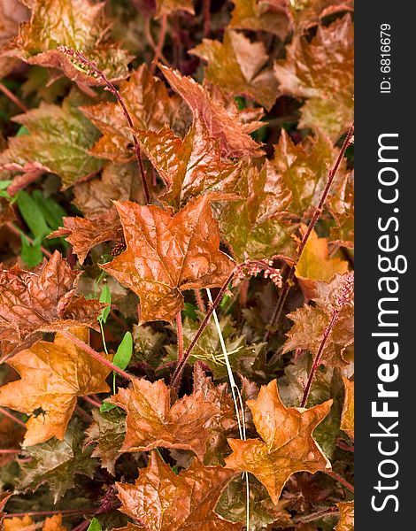 Orange and brown leaves for background