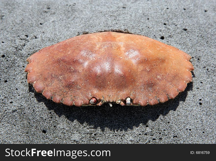 Shell-crab on the sand. Shell-crab on the sand