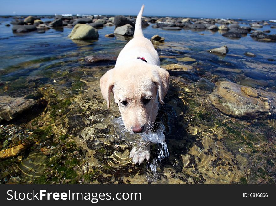 Yellow Labrador Retriever  in the  water