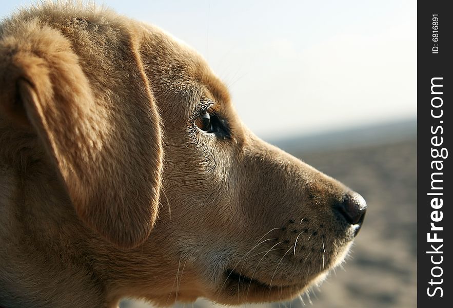 Puppy labrador retriver portrait , eye focusing